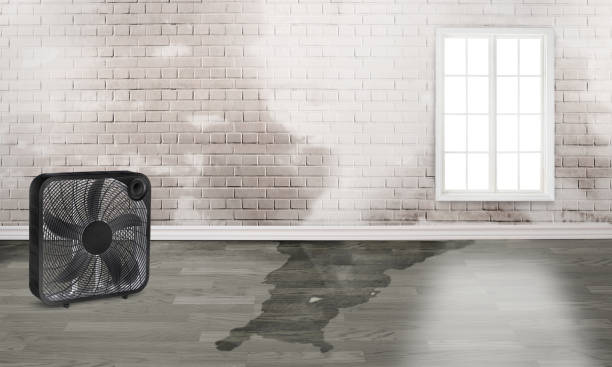 Best Flood damage cleanup  in Pho, IL